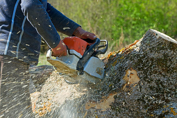 Best Tree Preservation Services  in Harleigh, PA